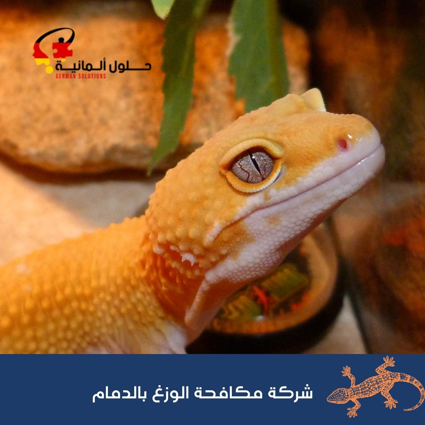 شركة مكافحة الوزغ بالدمام  title=